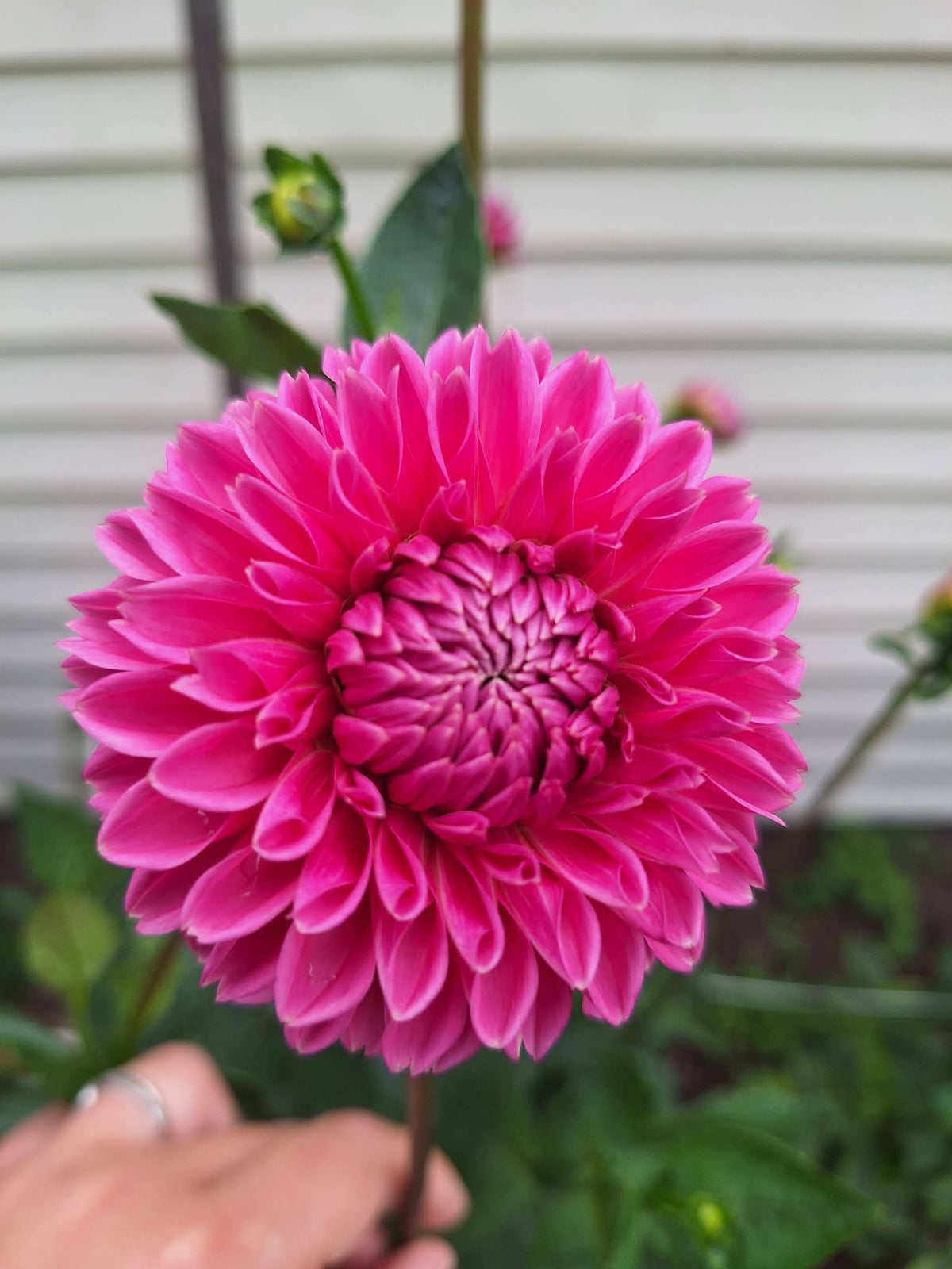 Pink Sylvia