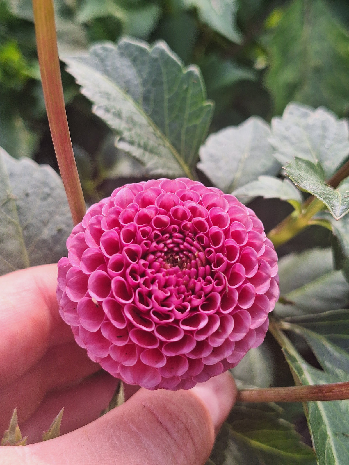 Koko Puff