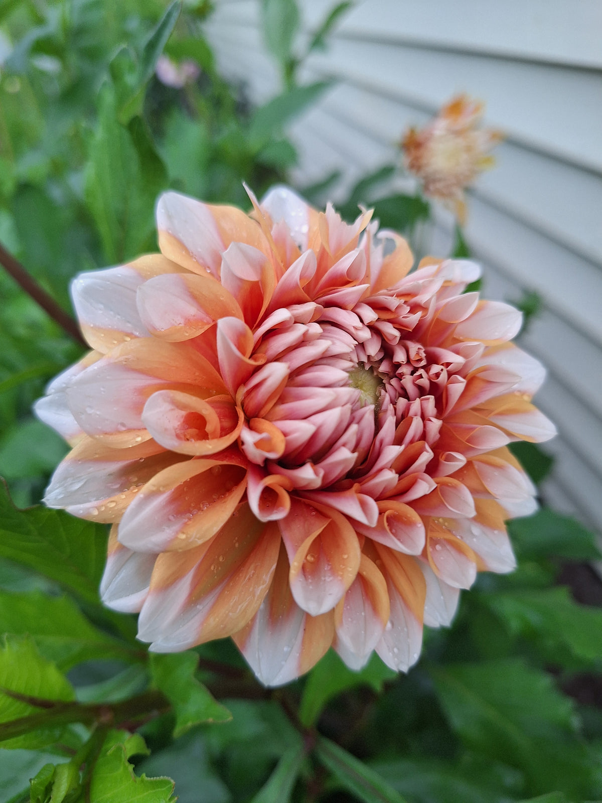 Hollyhill Orange Ice