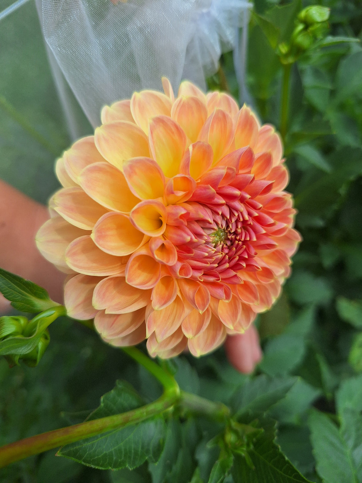 20th Avenue Softer Peach