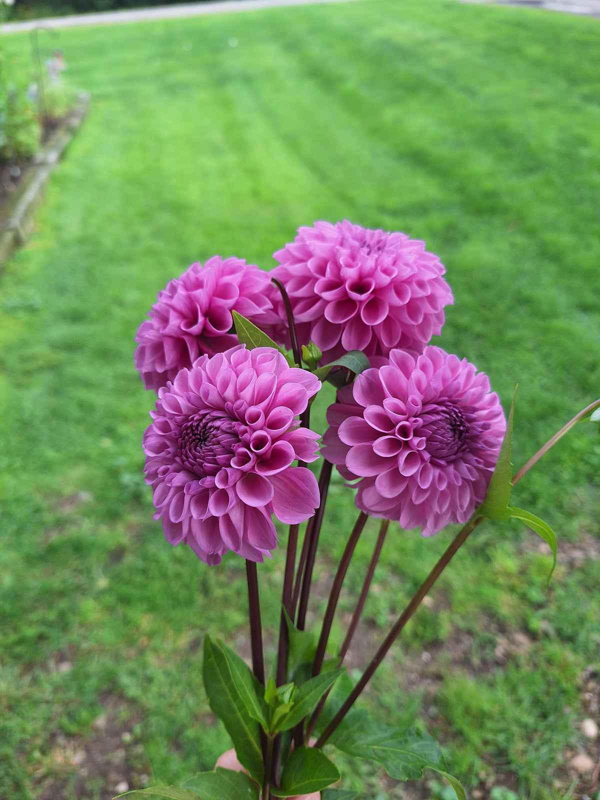 Robann Regal