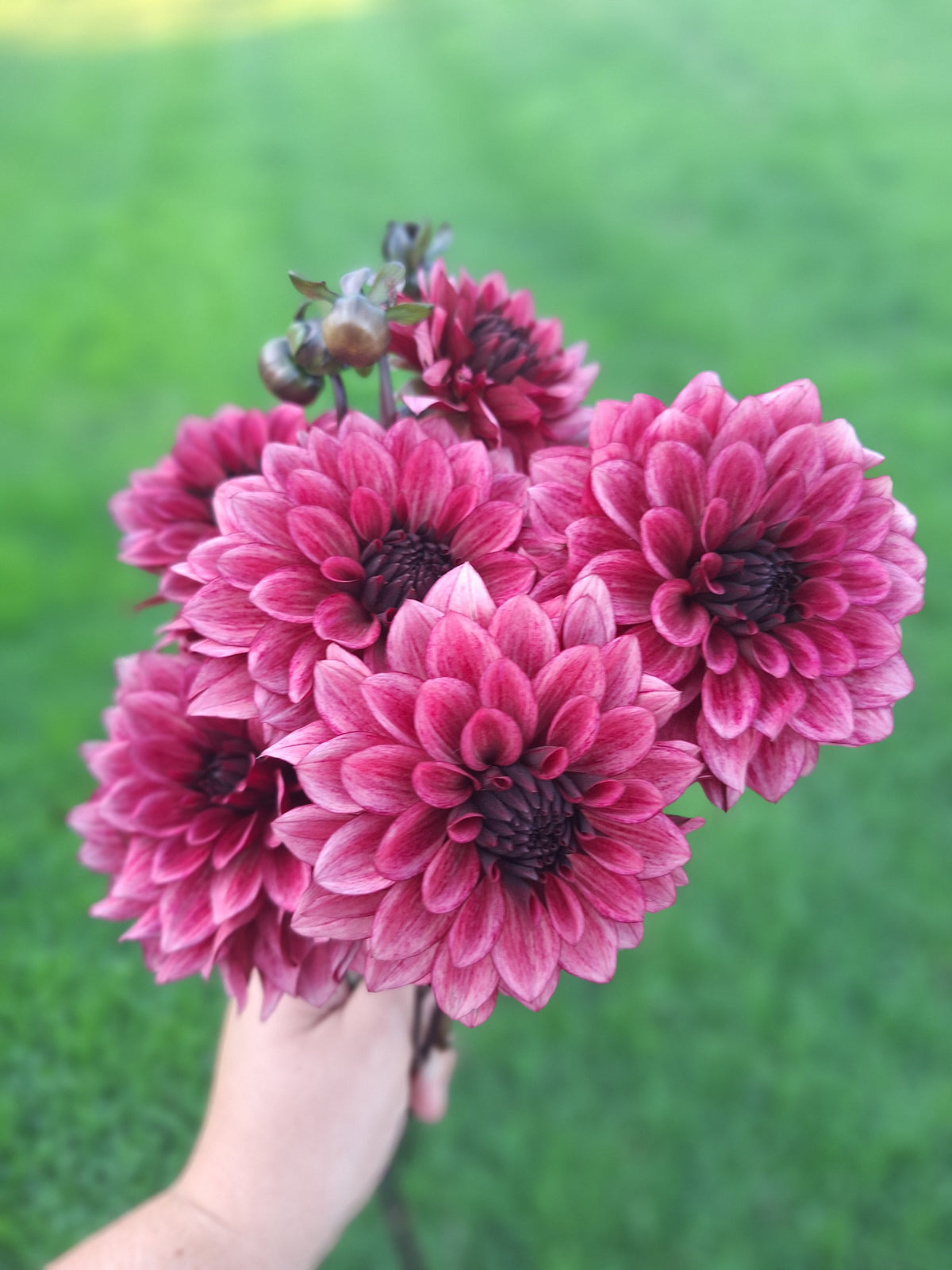 Dahlia Tubers Available Spring of 2027