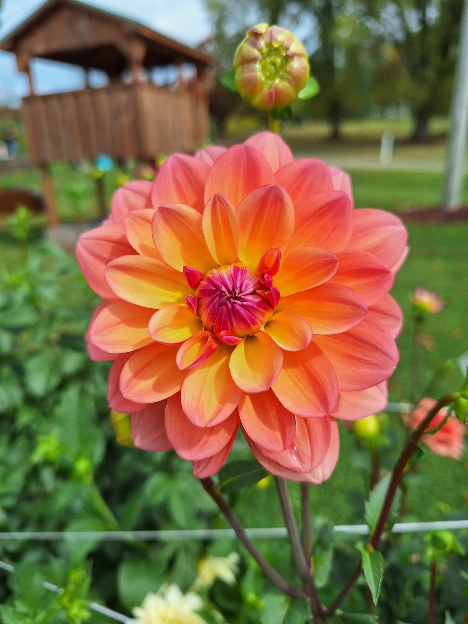 Bloom and Bless Program for the Elderly