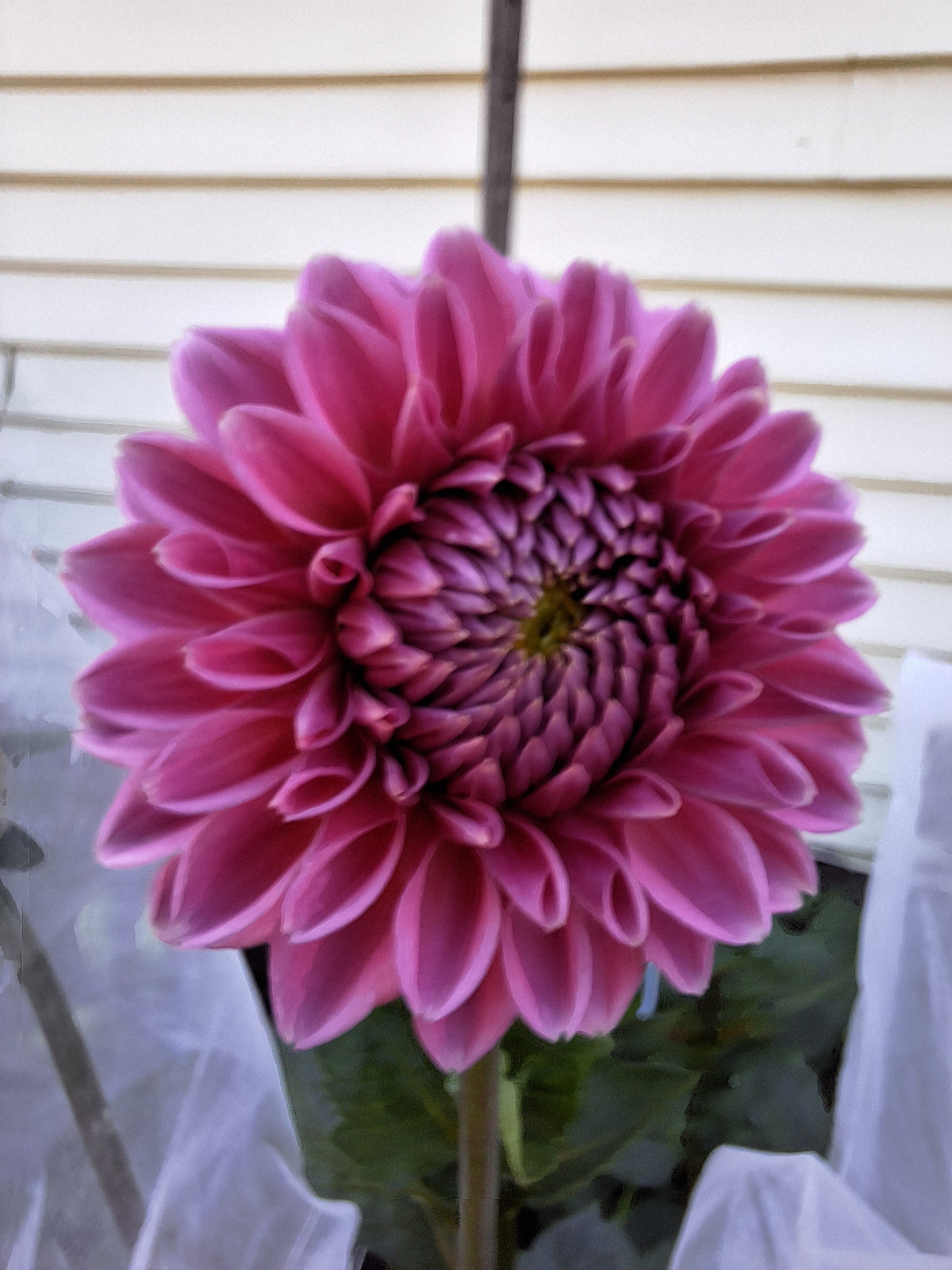 Pink Sylvia