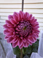 Pink Sylvia