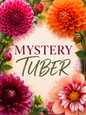 Mystery Tuber