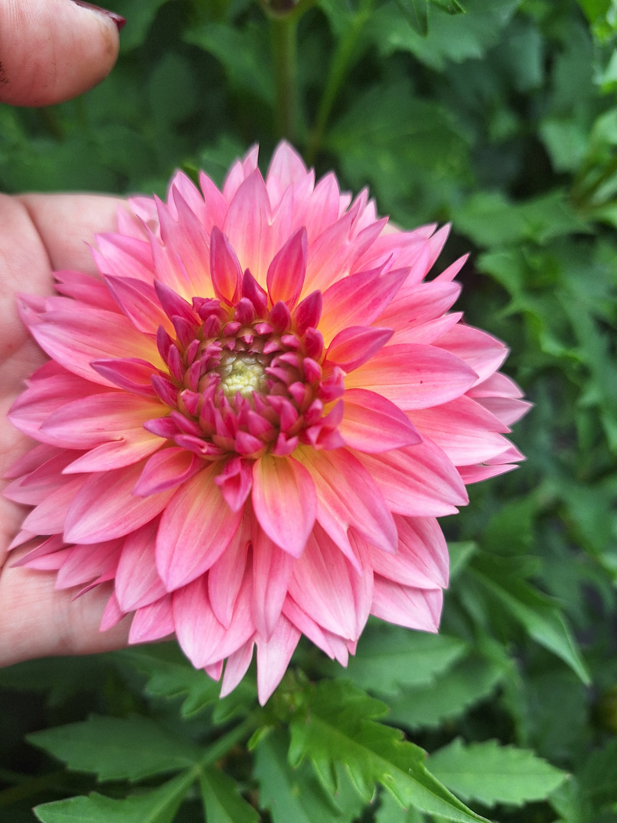 Passion Fruit - COMPACT/Border or Container Variety
