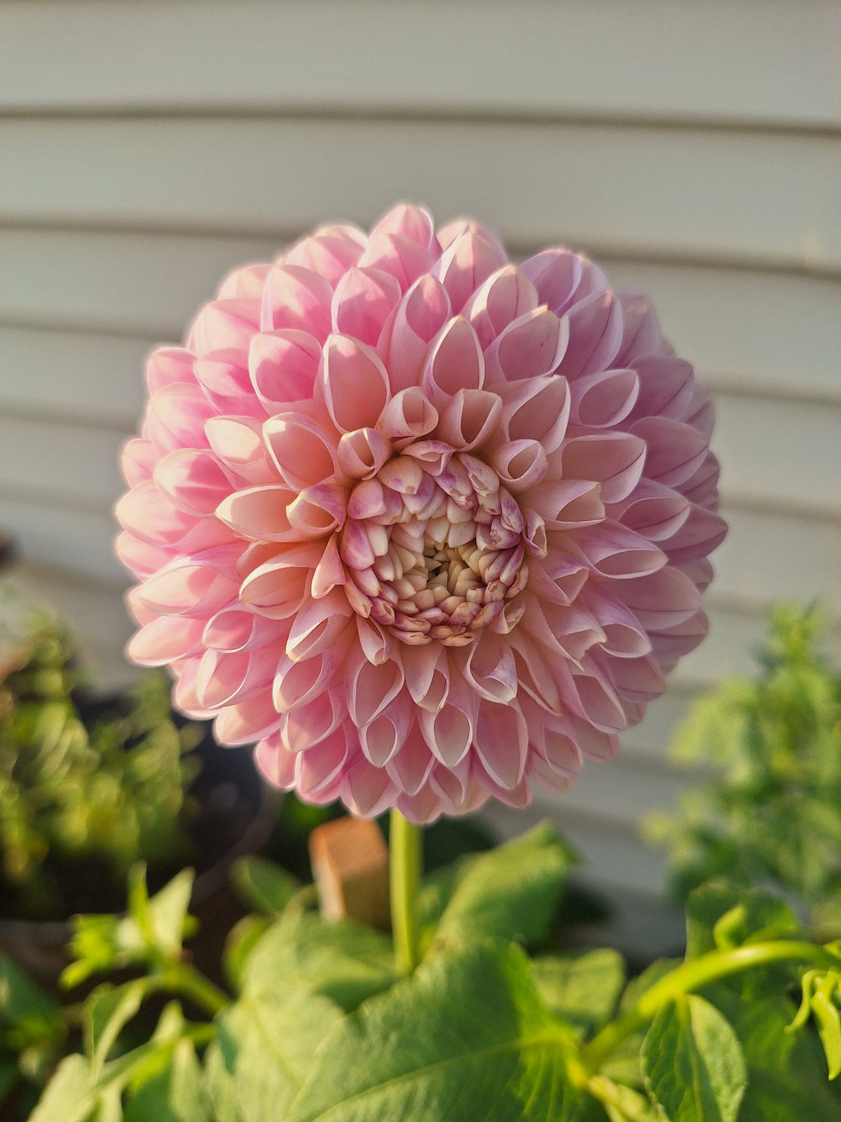Maltby Pearl