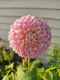 Maltby Pearl