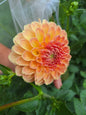 20th Avenue Softer Peach