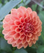 Rose Toscano