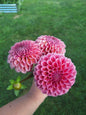 Bracken Rose